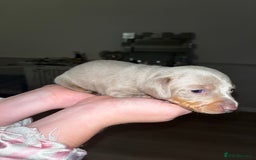 Miniature Dachshund dogs for sale: Tiny rabbit daushunds 5 beautiful babies 🥰🥰 - Image 6