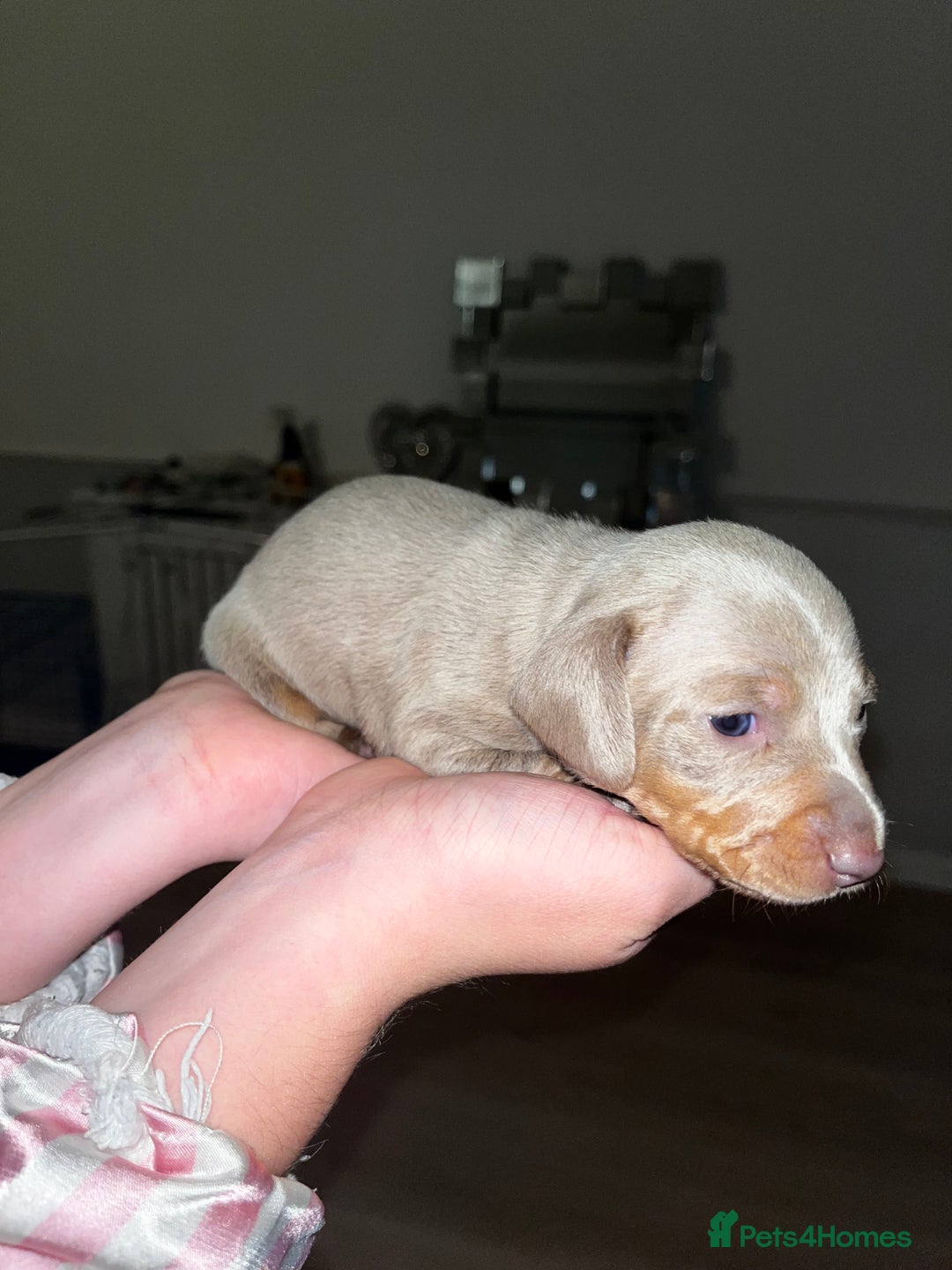 Miniature Dachshund dogs for sale: Tiny rabbit daushunds 5 beautiful babies 🥰🥰 - Image 6