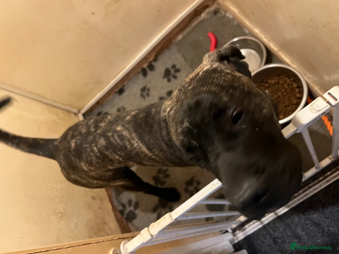 Mixed Breed dogs for sale: Cane Corso x presa  in Rotherham - Advert 3