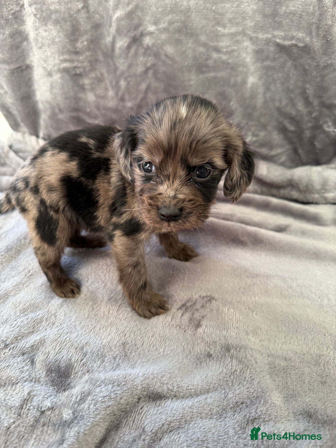 Cocker Spaniel dogs for sale: Cocker spaniel pups  - Advert 10