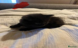 Norwegian Forest Cat cats for sale: kittens - Image 1