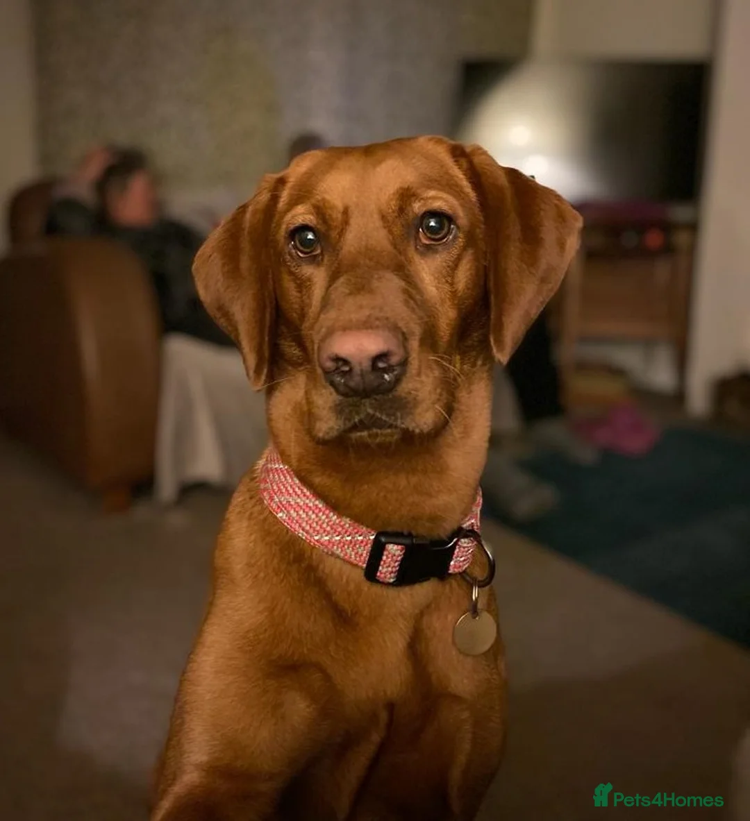 Labrador Retriever dogs for sale: KC Registered Fox Red Labrador Retrievers - Advert 1