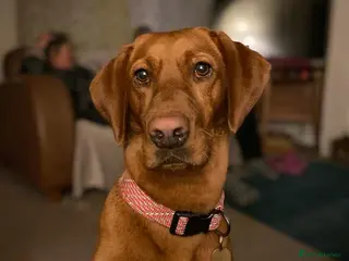 Labrador Retriever dogs KC Registered Fox Red Labrador Retrievers - Advert 1