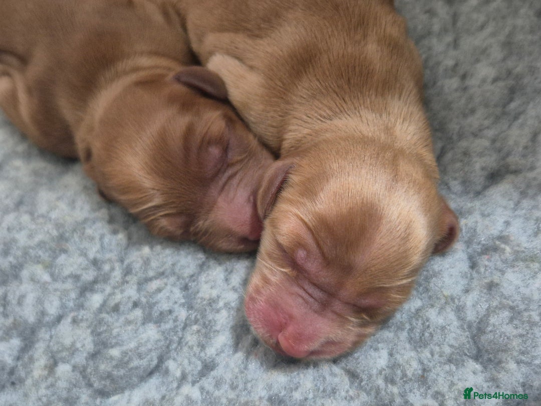 Australian Labradoodle dogs for sale: 1 boy and 1 girl left - Advert 14