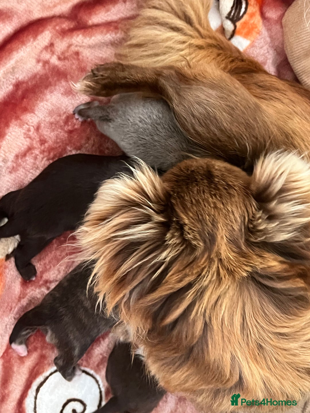 Chihuahua dogs for sale: Stunning Lilac  long coat chihuahua boy KC REG - Image 5