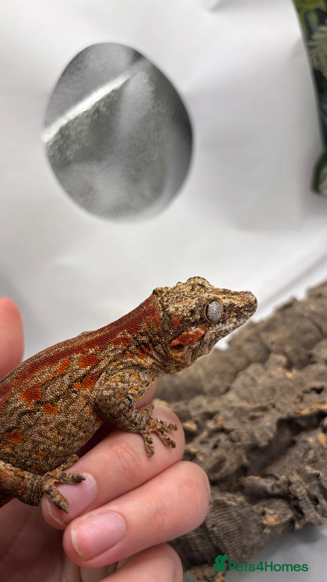 Gecko reptiles for sale: Gargoyle (pet only) - Advert 4