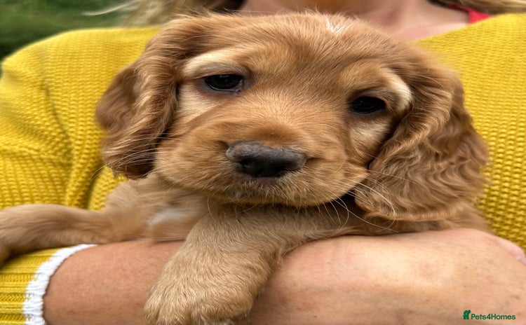 Cocker Spaniel dogs - Advert 1