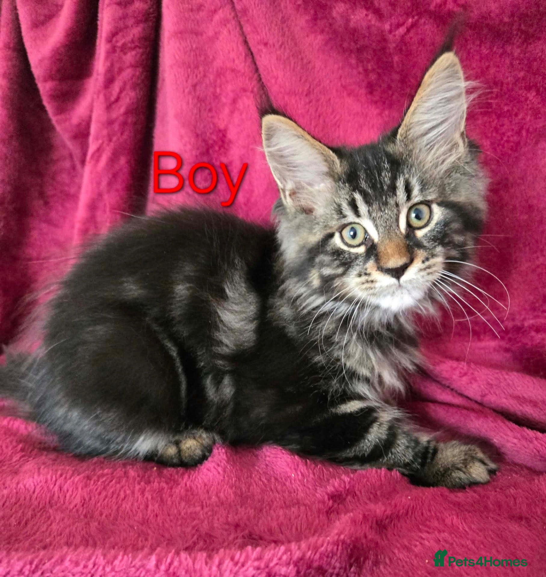 Maine Coon cats 2 TICA registered Maine Coon kittens left. - Advert 2
