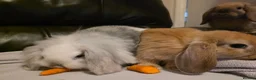 Mini Lop rabbits for sale: Mini lop x mini lion lop babies available now - Advert 9