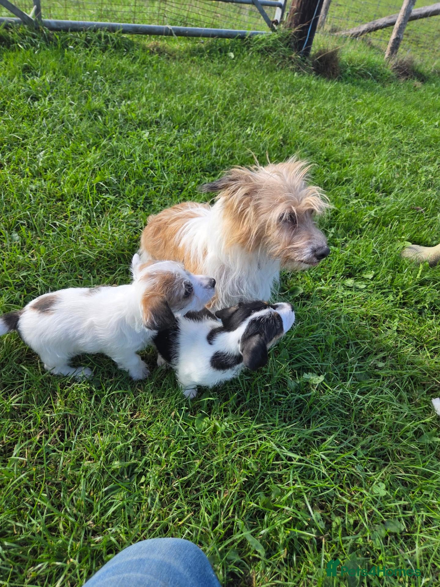 Jack Russell dogs Rough Coated Pure Bred Jack Russell  - Advert 2