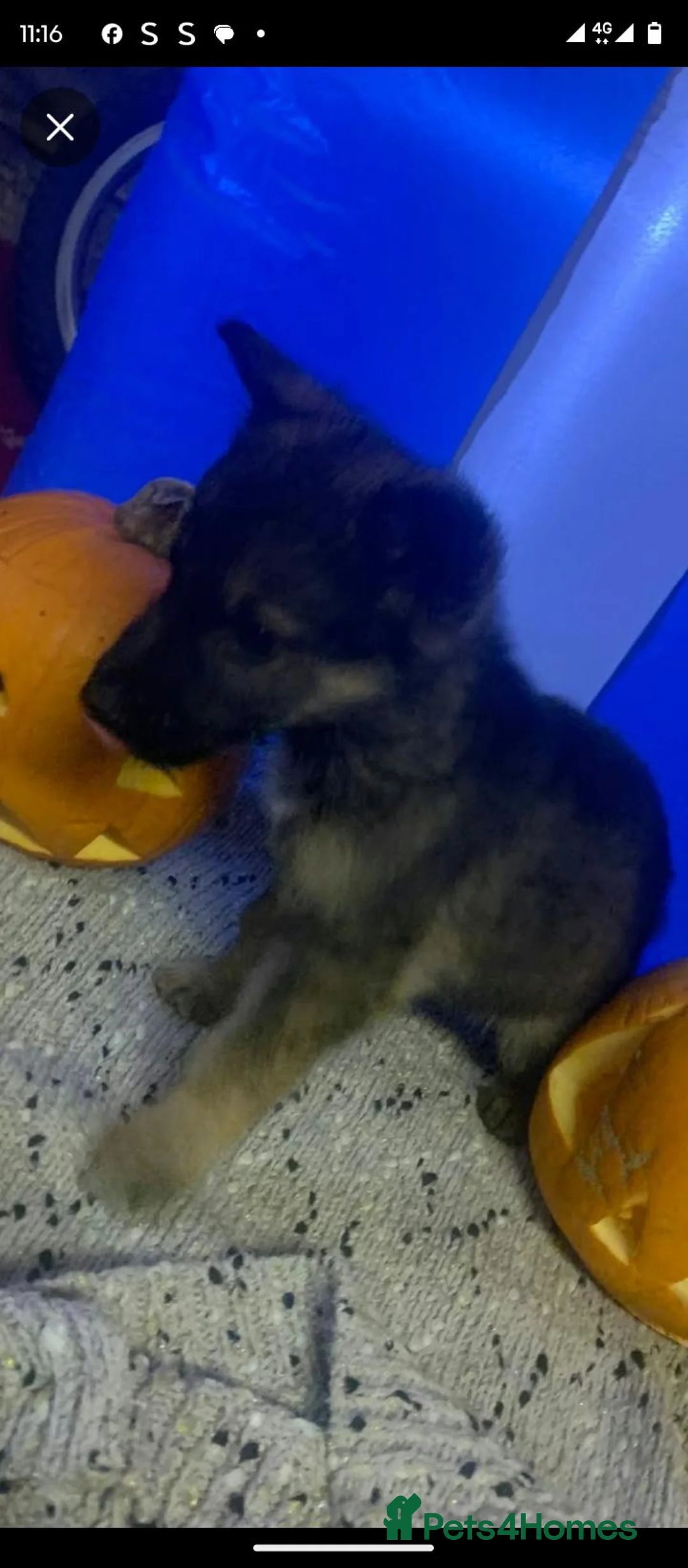 German Shepherd dogs for sale: 2 Stunning German Shepherds Pups  in Sandy - Advert 4