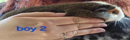 Guinea Pig rodents for sale: Gergouse guinea pigs  - Advert 3