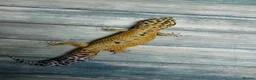 Leopard Gecko reptiles for sale: Last few leopard gecko when they gone they gone !! - Advert 14