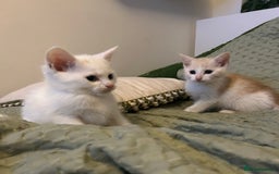 Maine Coon cats for sale: MAINE COON CROSS KITTENS - 1 POLYDACTYL  - Image 1