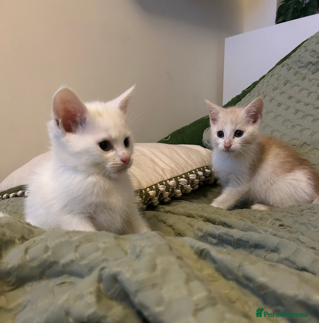Maine Coon cats for sale: MAINE COON CROSS KITTENS - 1 POLYDACTYL  - Image 1