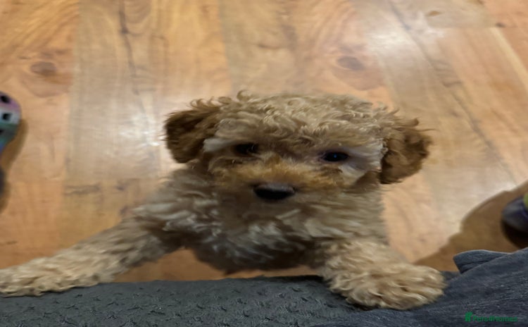Cockapoo dogs - Advert 1