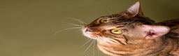 Bengal cats for stud: Stud cat Tica actives 5 generations pedigree  in Barnsley - Advert 6