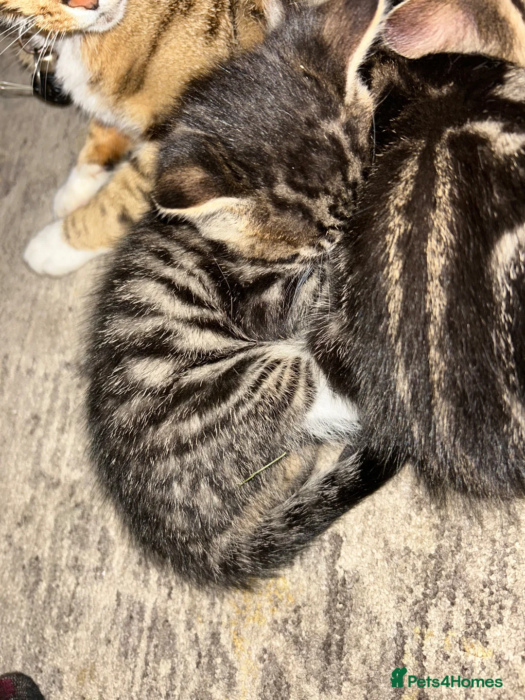 Mixed Breed cats for sale: Tubby/Bengal - Advert 2