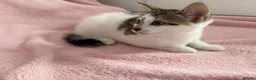 Mixed Breed cats for sale: Litter of 6 Kittens  - Advert 12