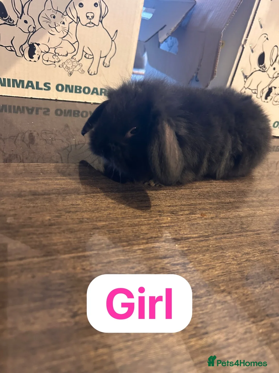 Mixed Breed rabbits for sale: Baby rabbits ready now  - Advert 5