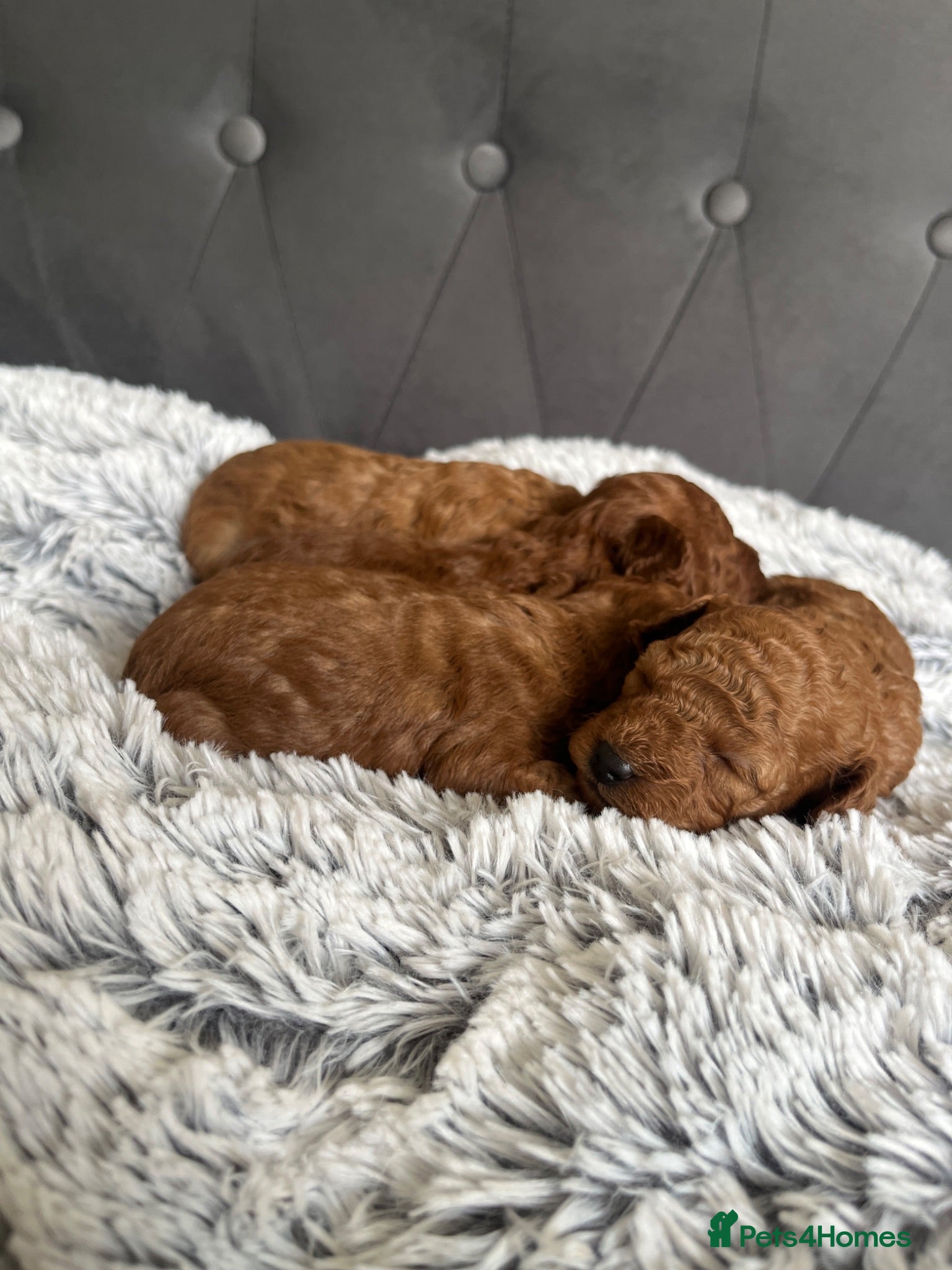Toy Poodle dogs Adorable toy poodle puppies  - Advert 2