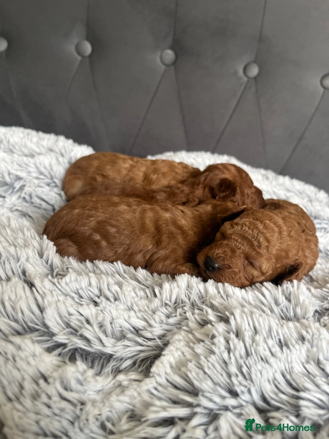 Toy Poodle dogs for sale: Adorable toy poodle puppies  - Advert 1