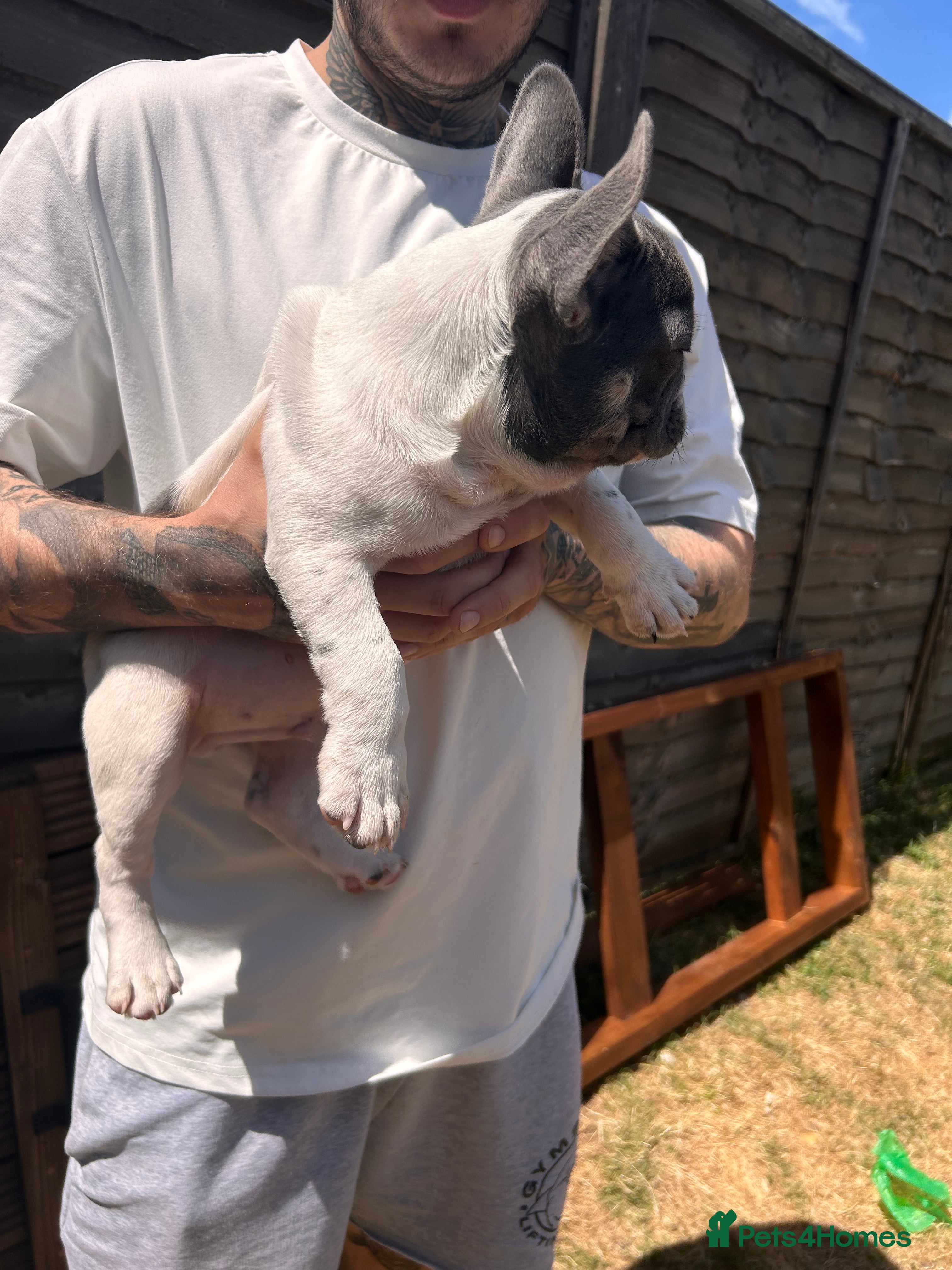 French Bulldog dogs for sale: DWKC French bulldog puppies  - Advert 3