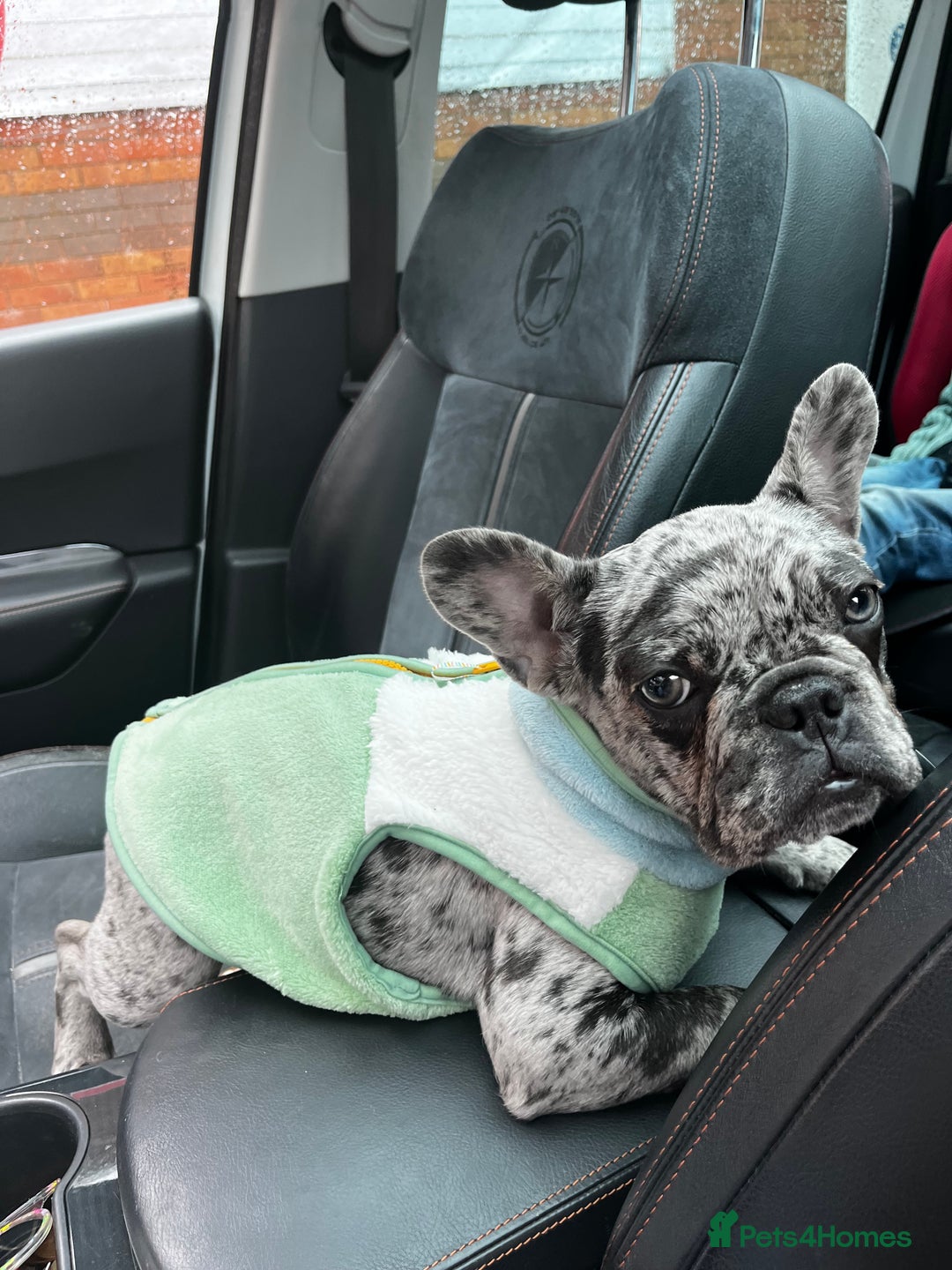 French Bulldog dogs for sale: Beautiful Mabel looking for a forever home  - Image 4