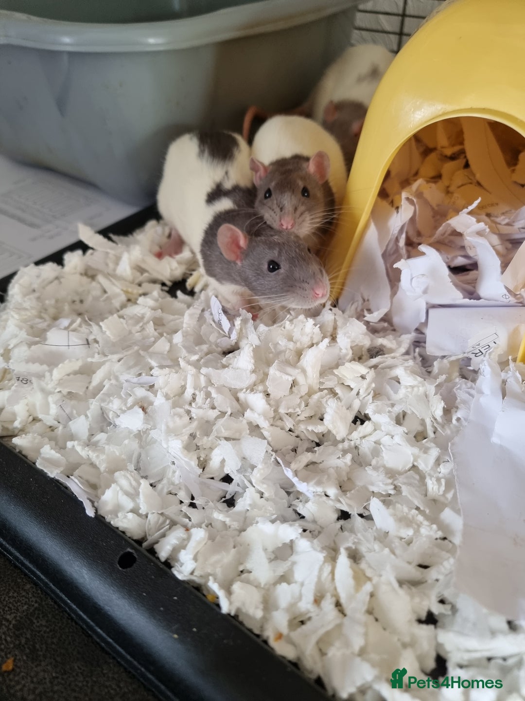 Rat rodents for sale: 4 young female rats with enclose for sale - Advert 10