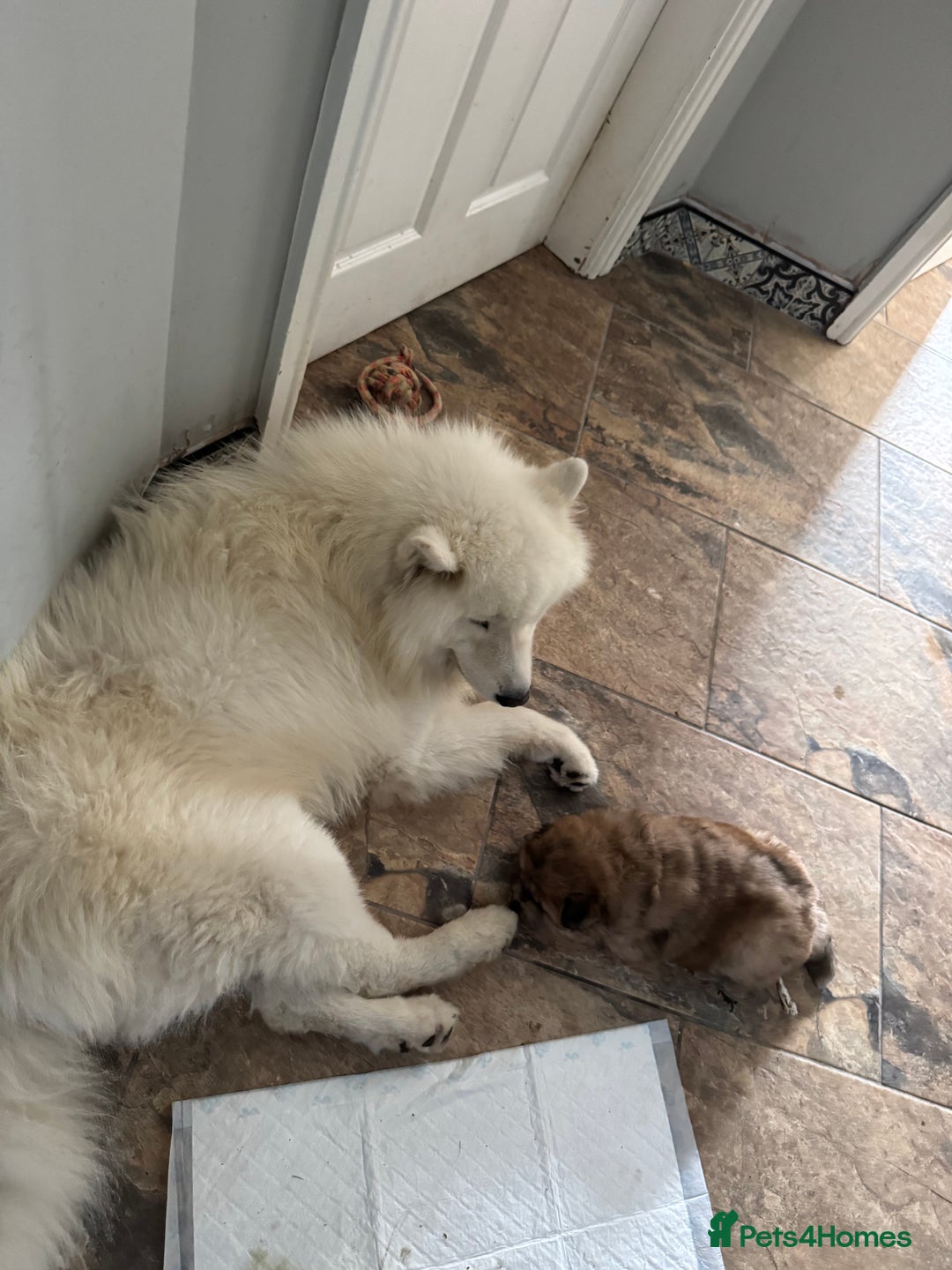 Samoyed dogs for sale: 🐾 🐶 AMAZING, UNIQUE, HEAD TURNING male Samoyed - Image 17