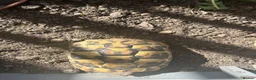 Hermann Tortoise reptiles for sale: 3x 1 Year Old Hermann Tortoise  in Bristol - Advert 5