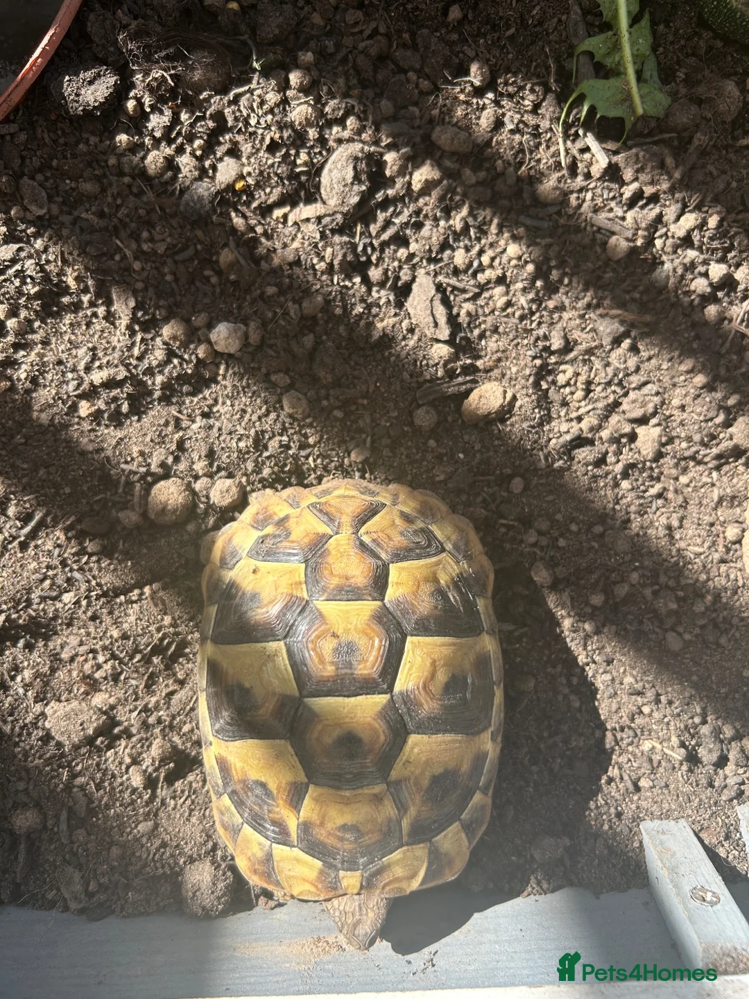 Hermann Tortoise reptiles for sale: 3x 1 Year Old Hermann Tortoise  in Bristol - Advert 5