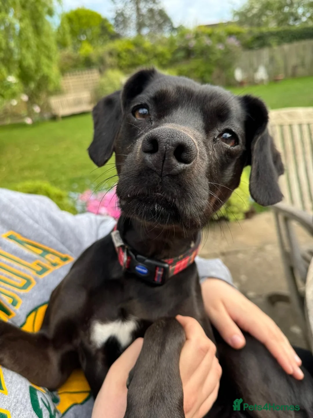 Mixed Breed dogs for sale: Loving Spaniel X needs new home in Leatherhead - Advert 2