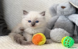 Ragdoll cats for sale: Stunning Bluepoint Ragdoll Kittens for sale - Image 22