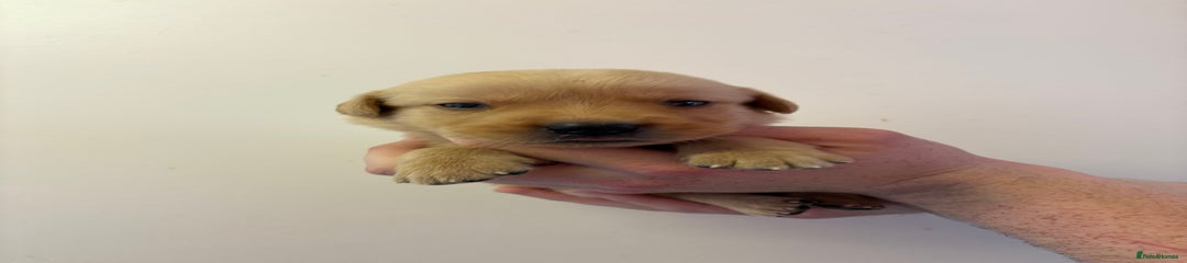 Goldador Puppy 8