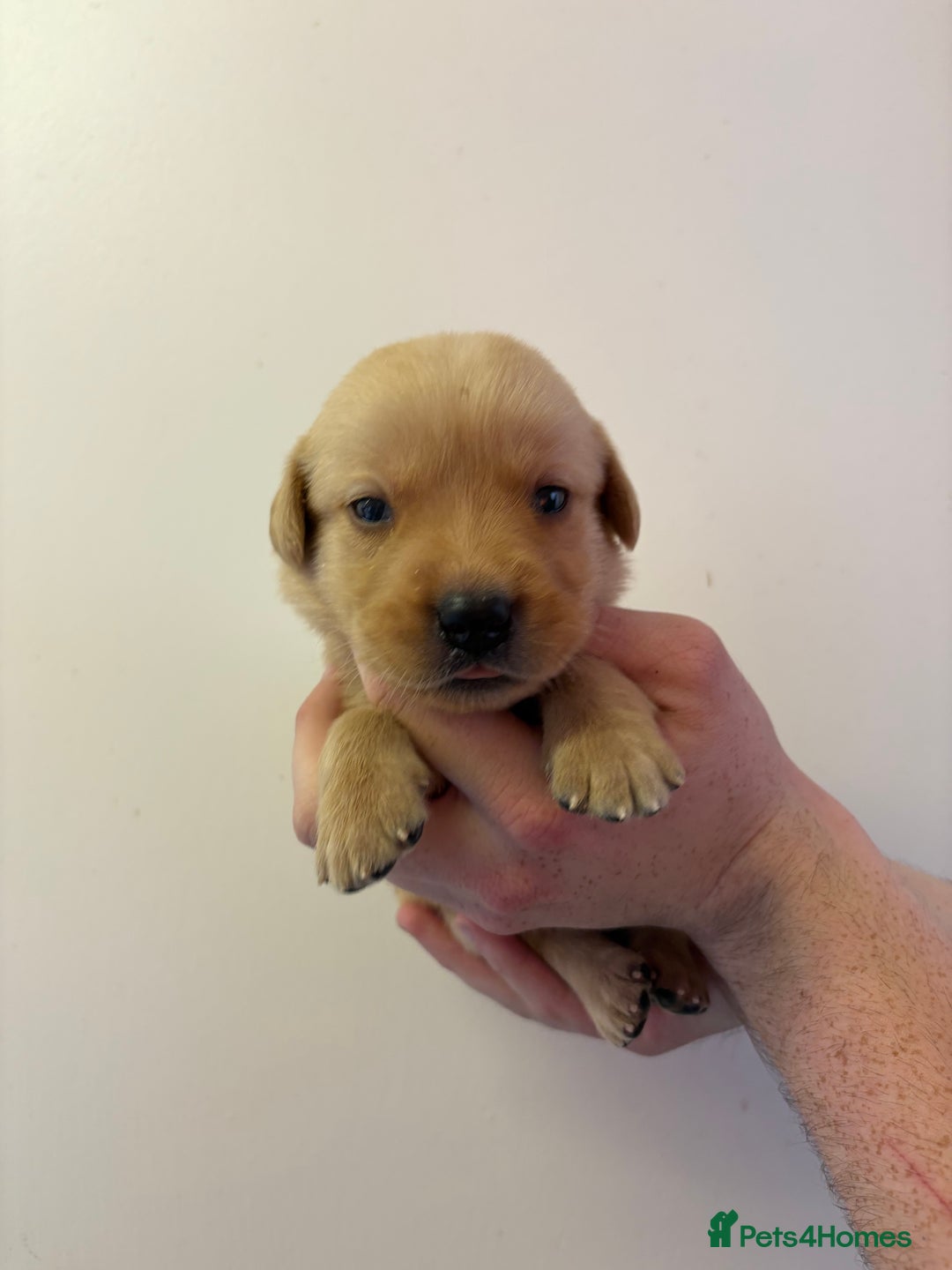 Goldador dogs for sale: Lovely Goldadors  - Image 8