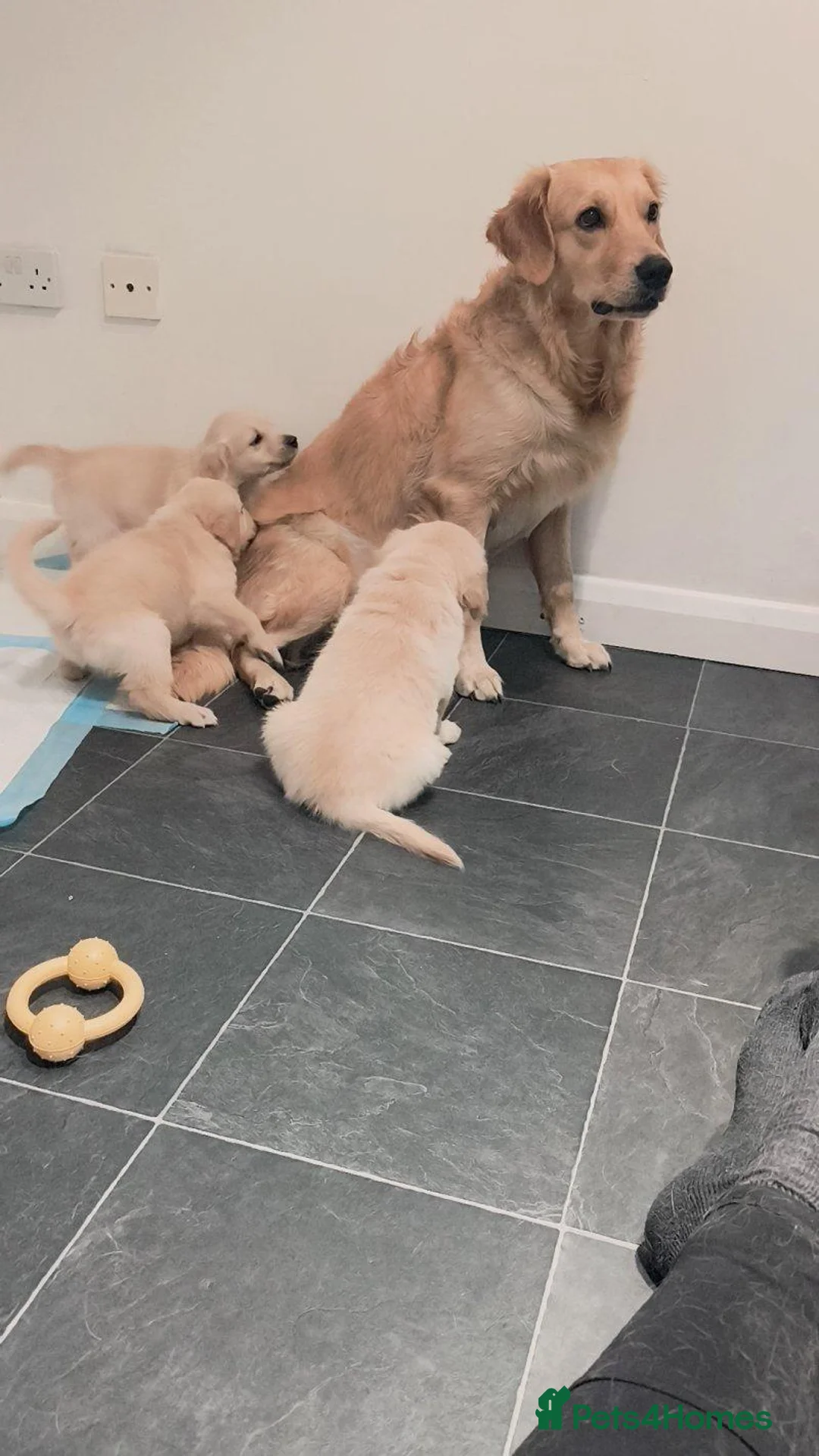 Golden Retriever dogs for sale: Beautiful Golden Retriever puppy in High Peak - Advert 7