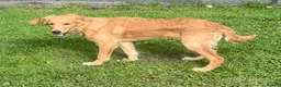 Golden Retriever dogs for sale: A BEAUTIFUL GOLDENDOODLE BOY - Advert 5
