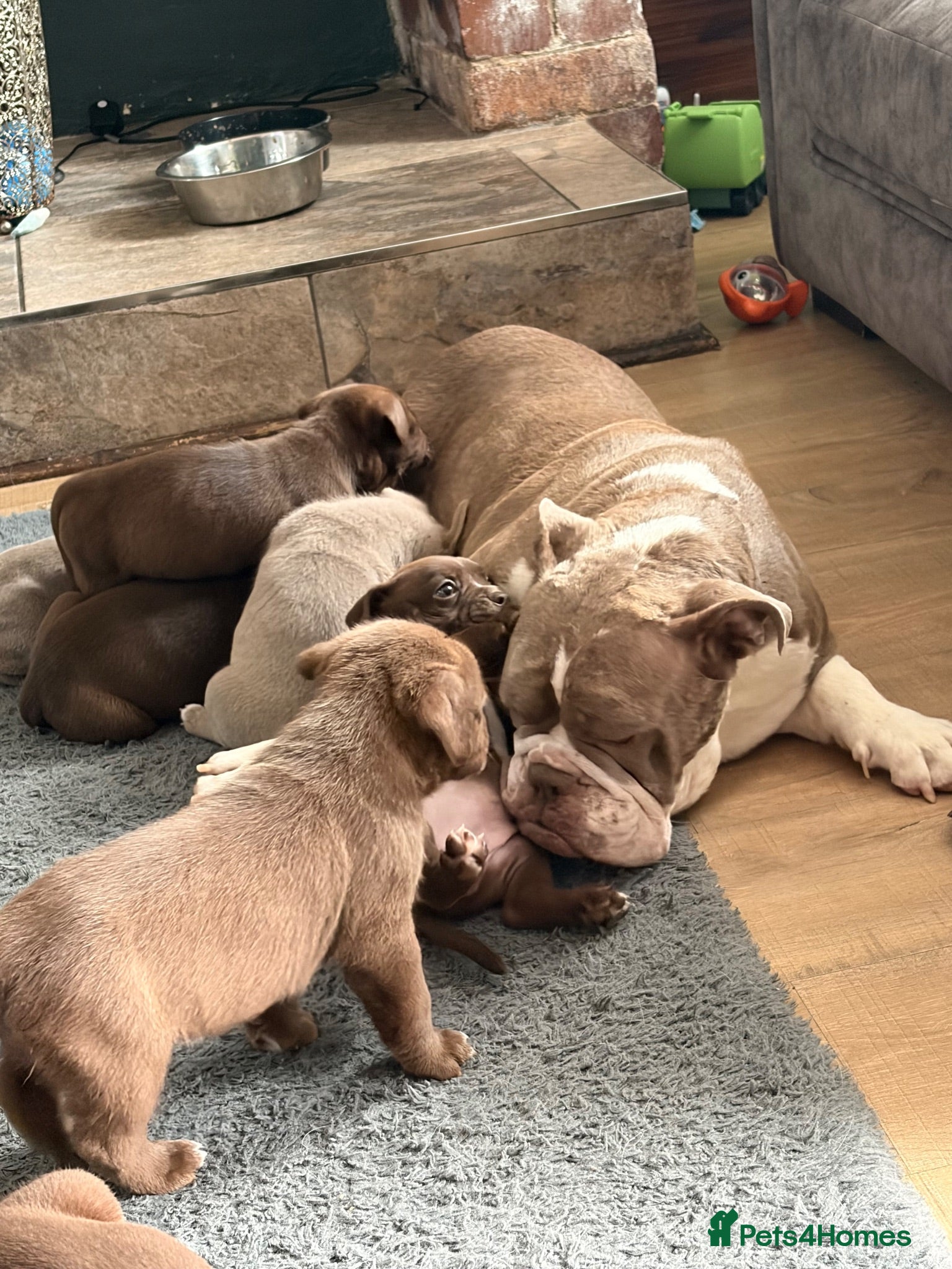 Mixed Breed dogs Bull staffy puppies - Advert 16