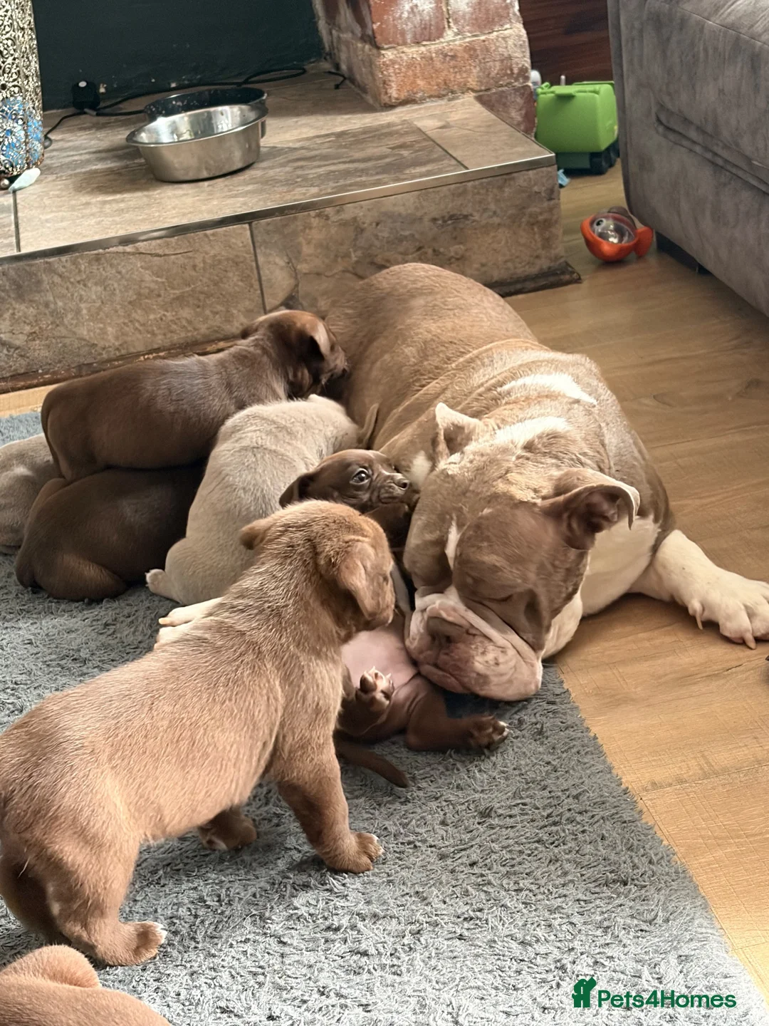 Mixed Breed dogs for sale: Bull staffy puppies - Advert 1