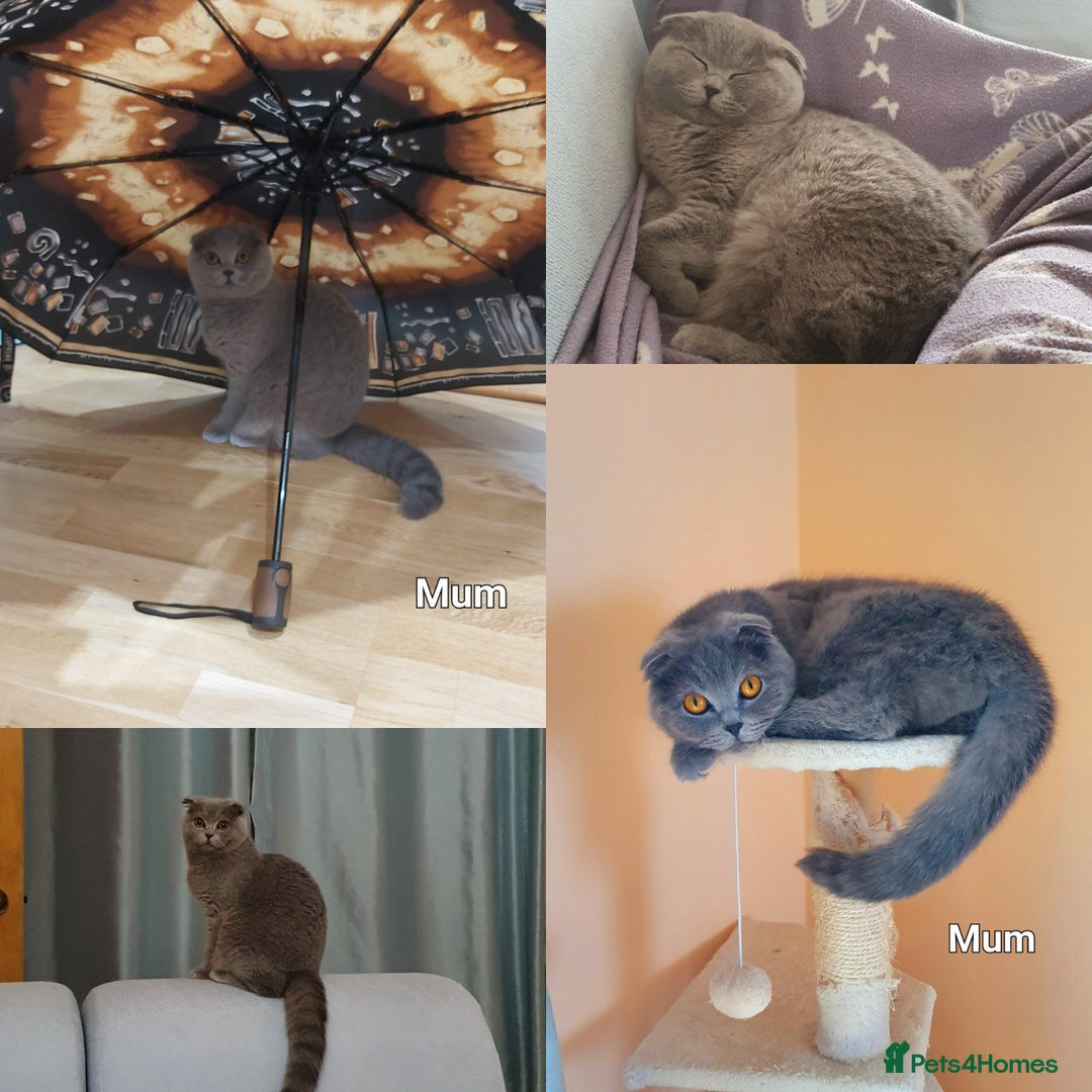 Scottish Fold cats for sale: Scottish fold, straight girls, boys, lilac blue  - Advert 25