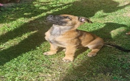 Belgian Shepherd Dog dogs for sale: Belgian malinois puppy - Image 8