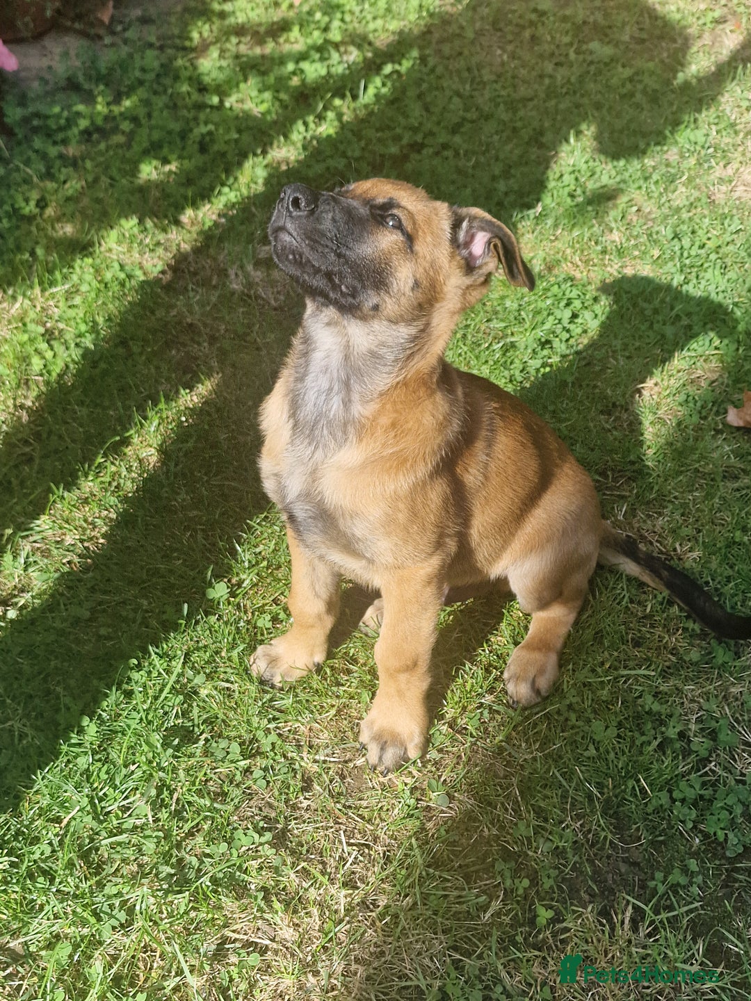 Belgian Shepherd Dog dogs for sale: Belgian malinois puppy - Image 8