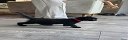 Mixed Breed cats for sale: Two beautiful black kittens  in Bracknell - Advert 11