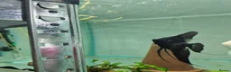 Angelfish fish for sale: Loads angelfish , breeding pairs - Advert 2