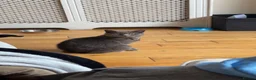 Russian Blue cats for sale: Beautiful Mother & Daughter russian blues - Advert 7