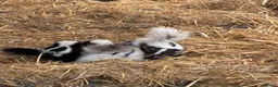 Mixed Breed rodents for sale: Baby Skunks  in Cambridge - Advert 4