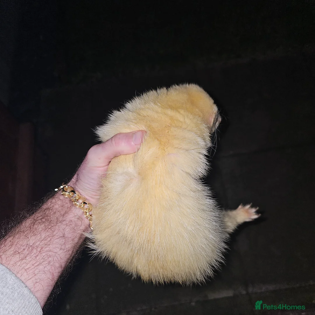 Ferret rodents for sale: Red eye albino for mating only  in Bilston - Advert 1