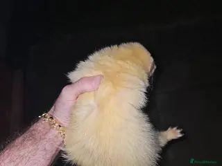 Ferret rodents Red eye albino for mating only - Advert 2