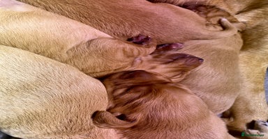 Cockerdor dogs - Advert 2